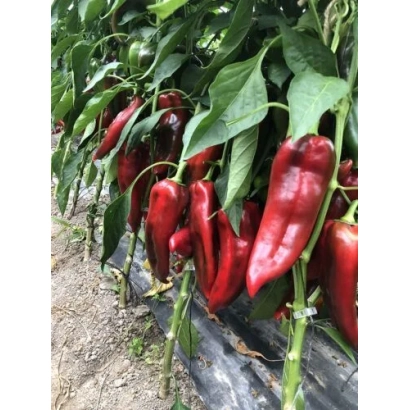 Красные перцы Лира Спарк на растении