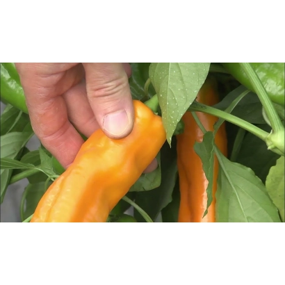 Желтый перец на растении, рука держит плод - ЛИСИЙ ХВОСТ