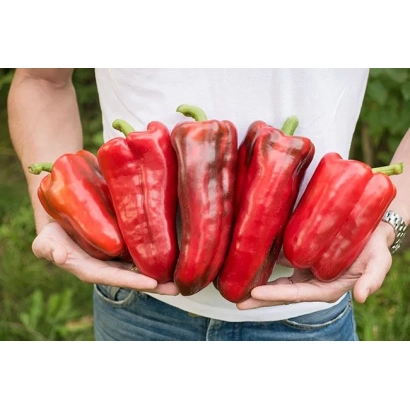 Красные перцы, держимые в руках человека на фоне зелени - ЛИВАДИЯ