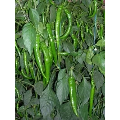 Зеленые перцы на растении - Лопез F1