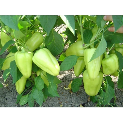 Свежие светло-зеленые перцы Лотта на ветке
