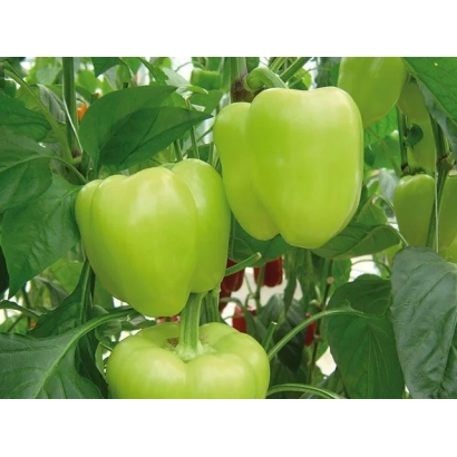 Зеленые перцы на растении - ЛОЗОРНО