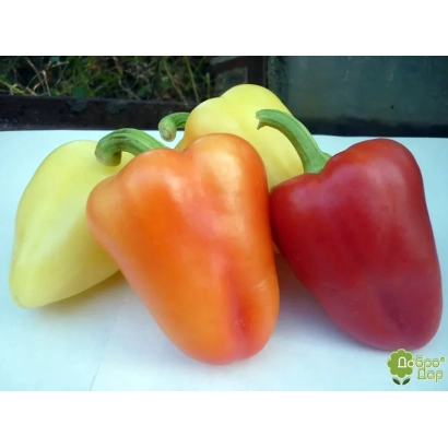 Свежие перцы разных цветов: красный, оранжевый, желтый - Любаша