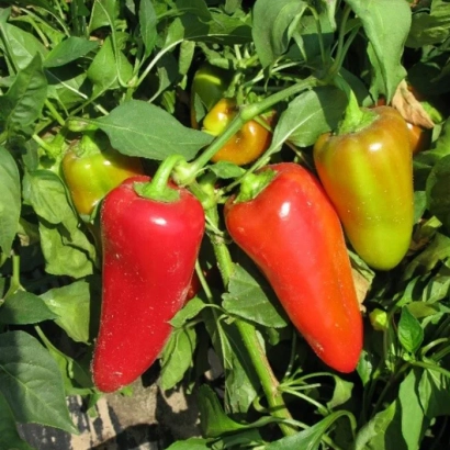 Червоні та жовті переці на рослинні - КОХАННЯ