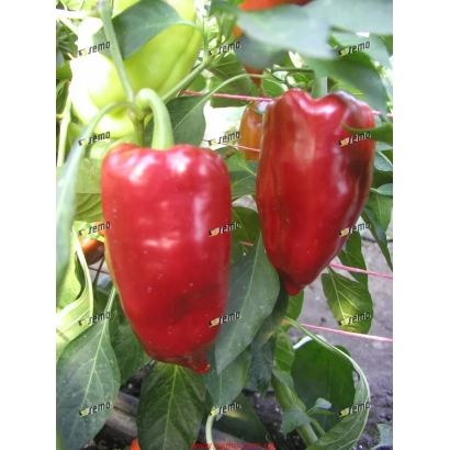 Красные перцы на растении - ЛУНГИ F1