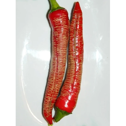 Два красных перца на белой тарелке - Македонский