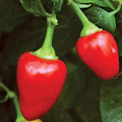 Червоний перець на гілці - Маленький принц