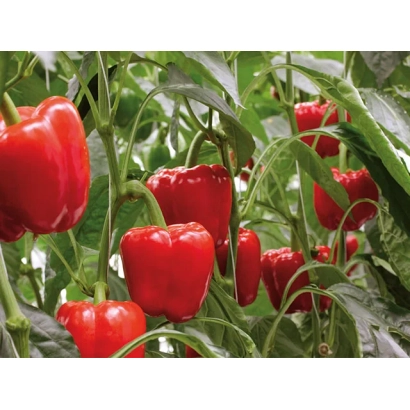 Красные перцы Маранелло на растении