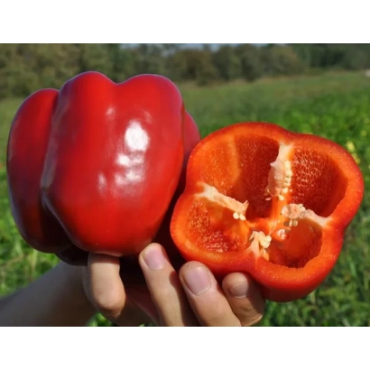 Красный болгарский перец, один целый и один разрезанный пополам, на фоне зелёного поля - МАРЕК