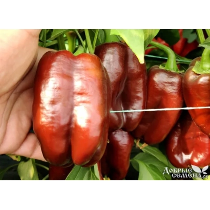 Красный перец Мавера в руке на фоне зелени