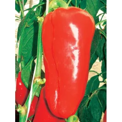 Красный перец на растении - Меценат