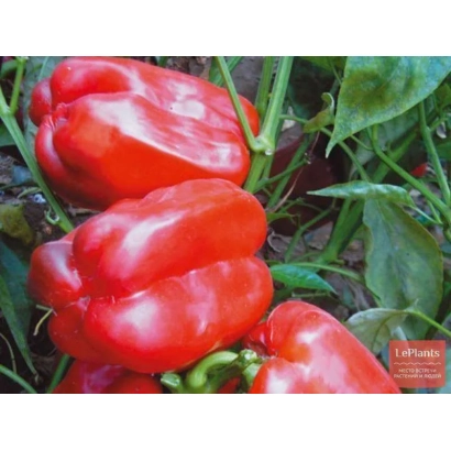 Красный перец на растении - МЕДАЛЬ