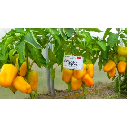 Желтый перец МЕДОВЫЙ КОРОЛЬ на растении с этикеткой