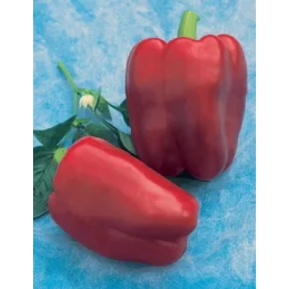 Красный перец на синем фоне - Меркурий F1