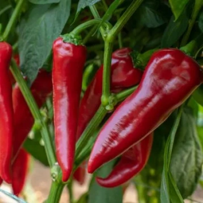 Красные перцы на ветке - Мерсиса