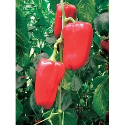 Красные перцы на растении - Модерн