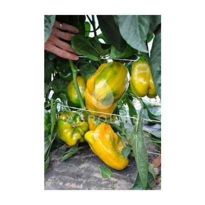 Желтые перцы на растении - Мохай