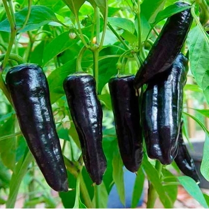 Чорні переці Блискавка на рослині - БЛИСКАВКА ЧОРНА