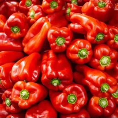 Close-up of red sweet peppers Morozko variety