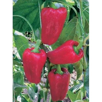 Красные перцы на растении - Негоциант F1