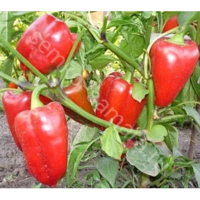 Красные перцы на растении - Нежность
