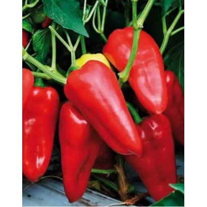 Красные перцы на ветвях с зелеными листьями - НИЦЦА