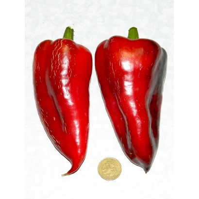 Два красных перца сорта Ноктюрн на белом фоне с монетой для масштаба. - НОКТУРН