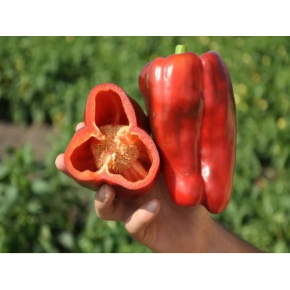 Red pepper, one cut in half, against a background of green leaves - O Fantó