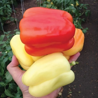 Красный и желтый болгарский перец в руке - Оида
