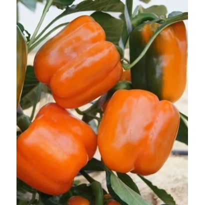 Свежие оранжевые перцы сорта Оранж Глори на ветке