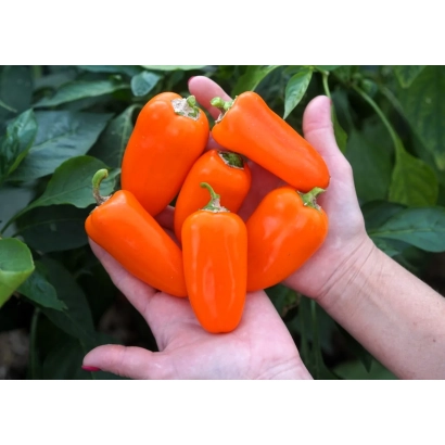 Оранжевые перцы в руках на фоне зелени - ОРАНЖЕВЫЙ БУКЕТ