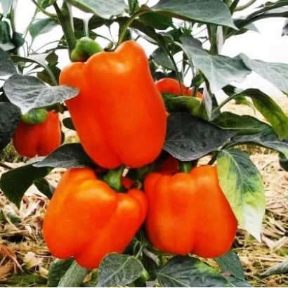 Крупные оранжевые перцы на растении - ОРАНЖЕВЫЙ БЫК