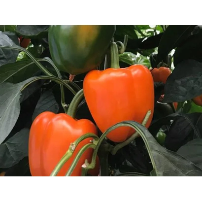 Красные и зеленые перцы на ветвях с листьями - Орбит