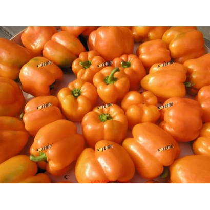 Оранжевые перцы сорта ОРЕНИ F1