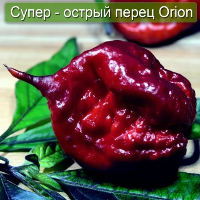 Красный острый перец Orion на зелёных листьях - Оргинале