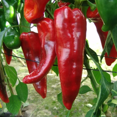 Красные перцы ПАДА | PADA на ветвях растения