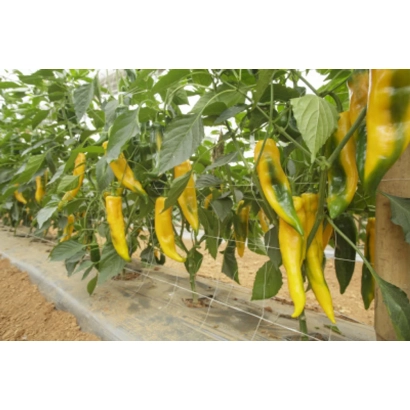 Жовті перець на рослині в теплиці - ПАЛЕРМО ЮСМИТ