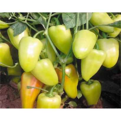 Свежие зеленые и желтые перцы сорта ПАМИР на ветвях