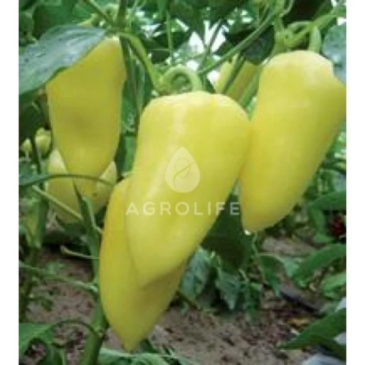 Желтый перец на растении с логотипом AGROLIFE - Парадиз