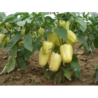 Плоды перца на растении, сорт АМИКА F1