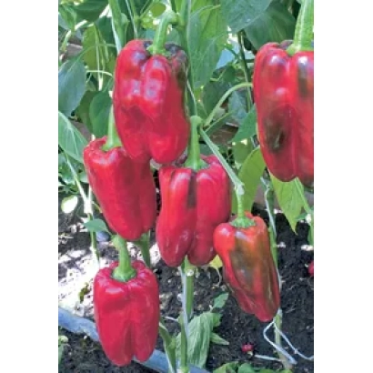 Красные перцы на растении - Авангард