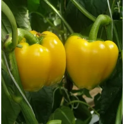 Желтый перец на растении - Дерби F1