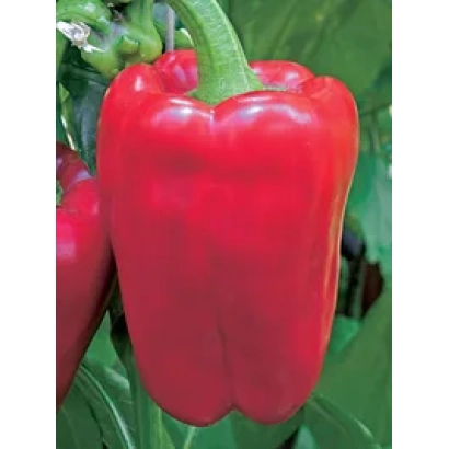 Красный перец на ветке - Форвард