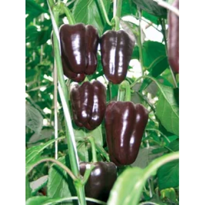 Тёмные перцы Корнет на зелёных листьях