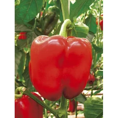 Красный перец на растении - Престиж