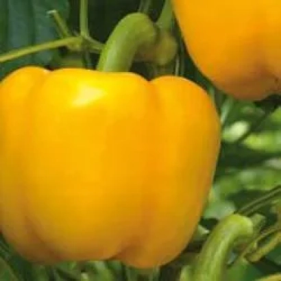 Желтый перец на растении - Раиса F1