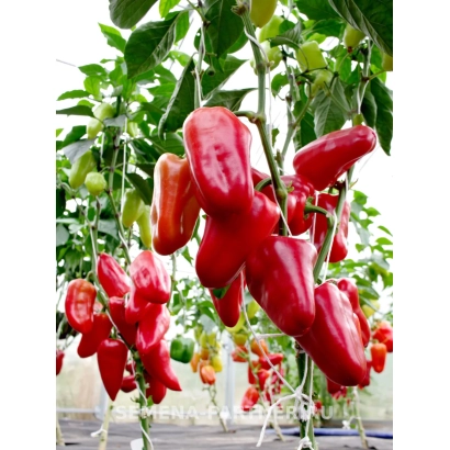 Красные перцы Петровчанка на ветвях в теплице
