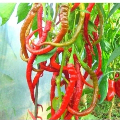 Червоні та зелені переці сорту Пітон на рослинні