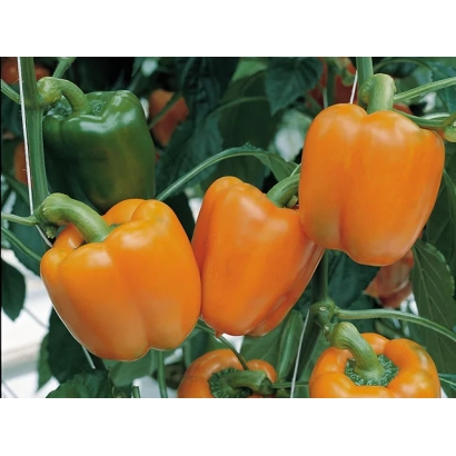 Orange and green Plutonio peppers on the plant