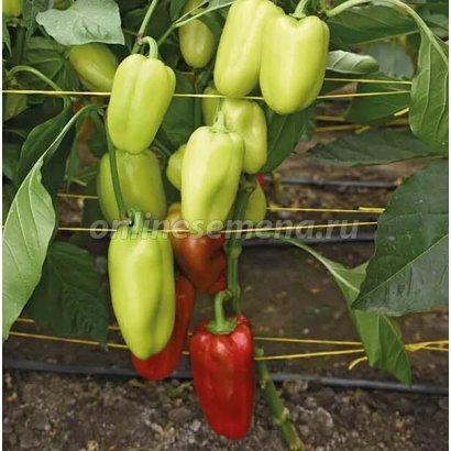 Перцы на растении, включая красные и зеленые плоды - ПОИСК 020